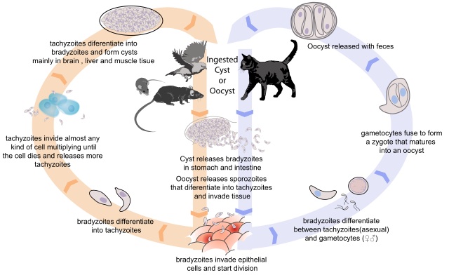 toxoplasmosis cycle