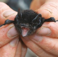 Microbat Photo by Neal Foster