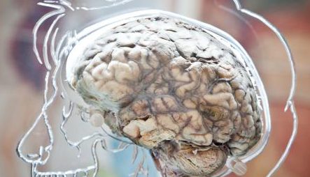 real-brain_0