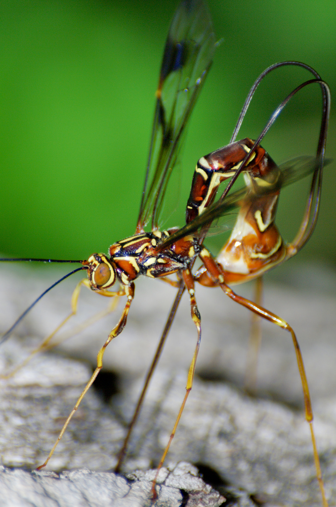M. macrurus prepares to drill. | Image: Evan Kean