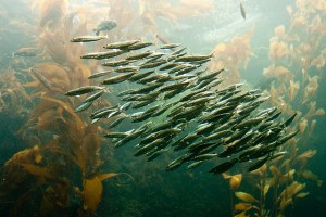 More little fish swimming in a school.
